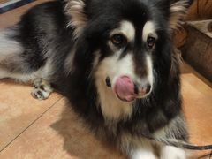 -more than meow吴止猫主题餐厅(承德 中船汇店)