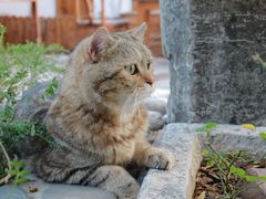 -喵屿·大理花园猫咖