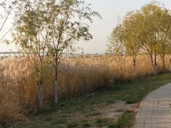 -绿堤公园