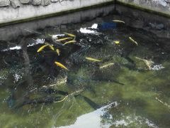 -京北渔家傲