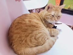-李小姐の猫咖啡馆(五角场店)