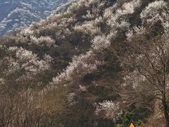 -妙峰山风景名胜区