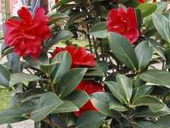 -大理文庙(大理古城)