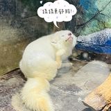 小草探店の沉浸式撸宠体验