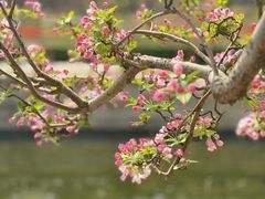 -海棠花溪(元大都城垣遗址公园)