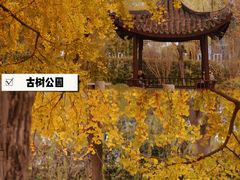 -上海共青森林公园