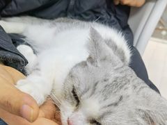 -喵的天空名猫咖啡馆·撸猫·猫舍·用品