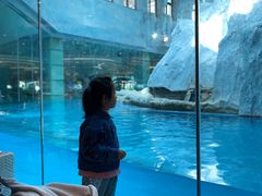 -帝企鹅自助餐厅•儿童岛•真企鹅(长隆企鹅酒店)