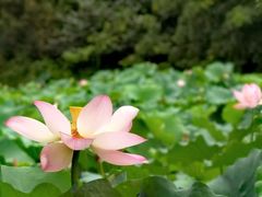 -莫催咖啡