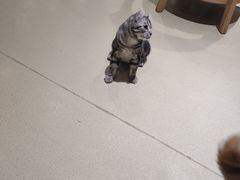 -藏猫猫咖啡主题馆(中央大道店)