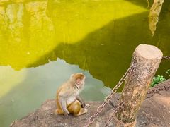 -海南热带野生动植物园