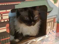 -喵喵咪呀布偶猫咖(春熙路店)