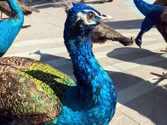 -西双版纳原始森林公园