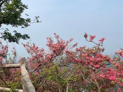 -木兰云雾山