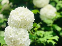 -小仙居·农家宴烤羊· 农庄