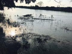 -大湾区中央湿地公园