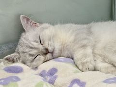 -babydoll猫舍·米努特·德文·缅因(久光中心店)