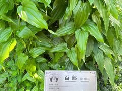 -广州神农草堂中医药博物馆