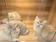 -猫十亿·布偶金渐层·曼基康矮脚猫舍(青年路店)
