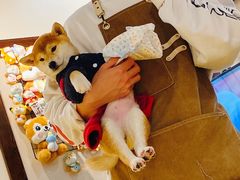 -逗柴咖啡屋·狗咖猫咖宠物桌游
