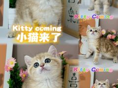 -小猫来了·猫舍(红山六九七九店)