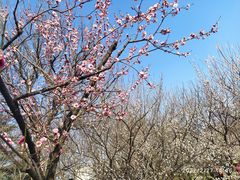 -上海滨江森林公园