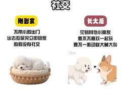 -谐和益家动物医院·免疫绝育·血液透析·宠保定点医院(高新伊藤分院)