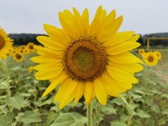 -莲花山花海