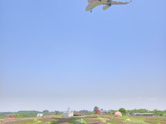 -空港花田景区