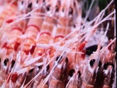 -上井料理黑金店(IFS国金中心店)