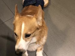 -美美宠物诊疗中心·异宠·骨科(滨江东信分院)