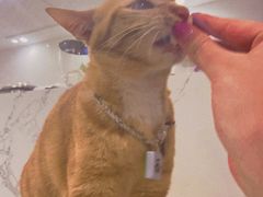 -楼上猫咖(罗湖店)