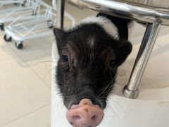 -怪兽屋·羊驼·猫咖·狗咖(俊华广场店)