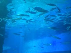 -北戴河圣蓝海洋公园