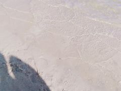 -碧海金沙