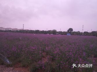 春暖花开，又到了踏春赏花的时候