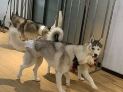 -Husky Go! 哈士奇体验馆·宠物咖啡厅狗咖