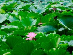-莲池书院博物馆