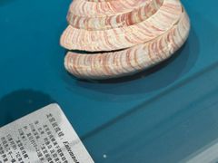 -青岛贝壳博物馆