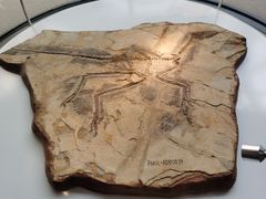 -辽宁古生物博物馆