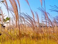 -汉长安城未央宫国家考古遗址公园