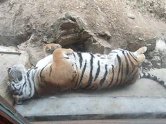 -栾川竹海野生动物园