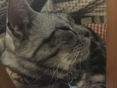 -海边的猫和咖啡馆