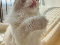 -喵zoo家庭繁育猫舍(尖东智能花园店)