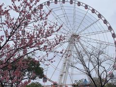 -顾村公园
