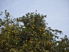-花洲书院