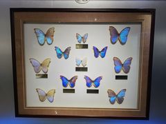 -上海昆虫博物馆