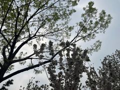 -大望京公园