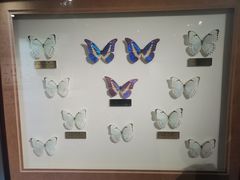 -上海昆虫博物馆