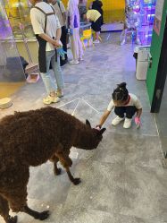 点击看大图 -神奇动物撸宠馆·羊驼·小浣熊·异宠(豫园店)